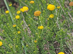 Pentzia globosa