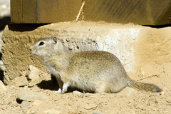 Urocitellus beldingi