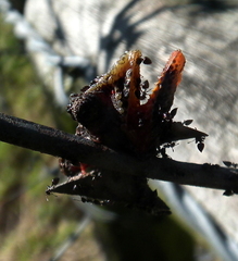 Crematogaster peringueyi