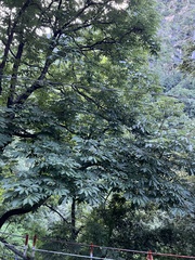 Aesculus indica