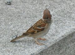 Passer montanus