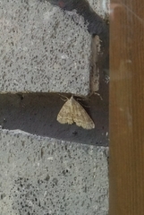 Ascotis fortunata