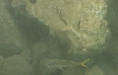 Mulloidichthys martinicus