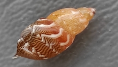 Tricolia speciosa