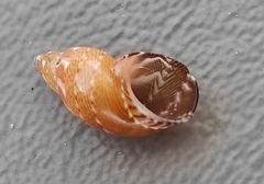 Tricolia speciosa