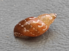 Tricolia speciosa
