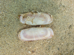 Solecurtus strigilatus