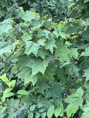 Acer cappadocicum