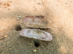 Solecurtus strigilatus