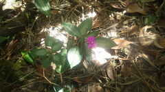 Impatiens