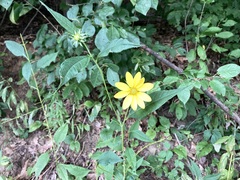 Helianthus divaricatus