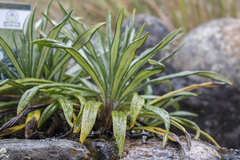 Oritrophium peruvianum