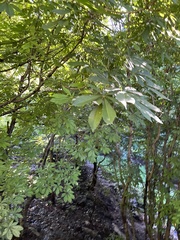 Aesculus indica