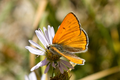 Tharsalea rubidus