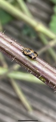 Harmonia axyridis