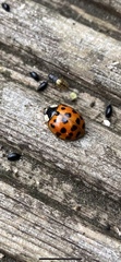 Harmonia axyridis