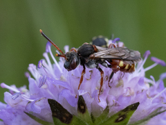 Nomada armata