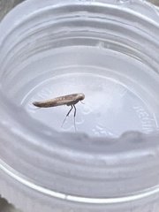 Aspilapteryx tringipennella