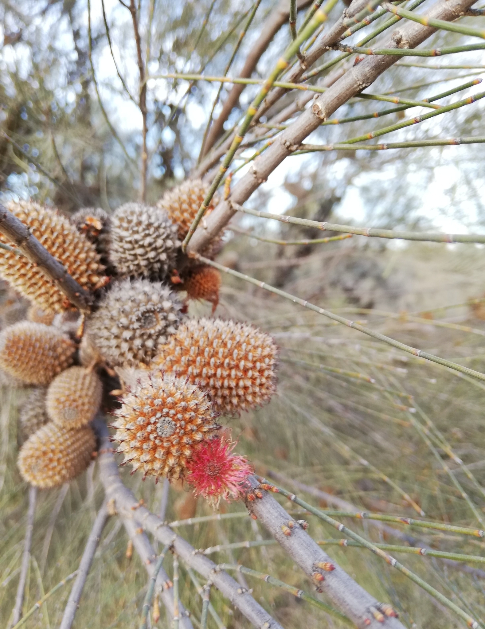 Allocasuarina acutivalvis