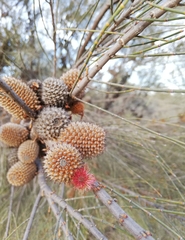Allocasuarina acutivalvis
