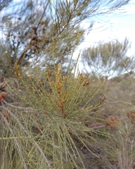 Allocasuarina acutivalvis