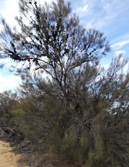 Allocasuarina acutivalvis