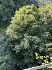 Aesculus indica