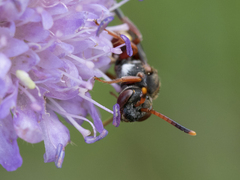 Nomada armata