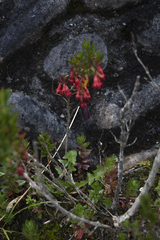 Brachyotum jamesonii