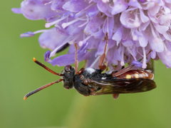 Nomada armata