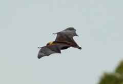 Pteropus rodricensis