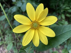 Helianthus divaricatus