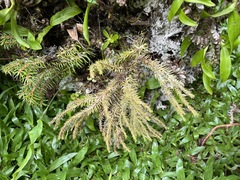 Phlegmariurus cryptomerinus