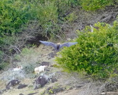 Pteropus rodricensis