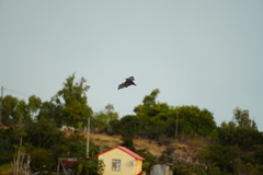 Pteropus rodricensis