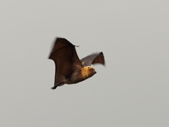 Pteropus rodricensis