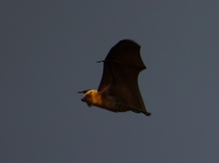 Pteropus rodricensis