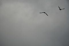 Pteropus rodricensis