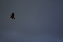 Pteropus rodricensis