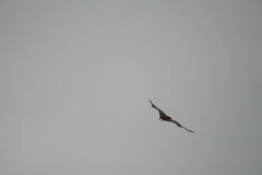 Pteropus rodricensis