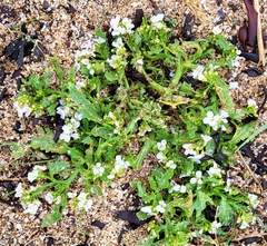 Cakile arctica