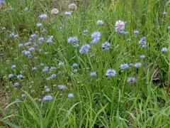Globularia