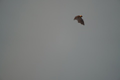 Pteropus rodricensis