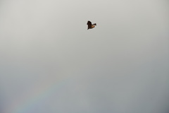 Pteropus rodricensis