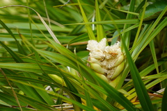 Pandanus heterocarpus
