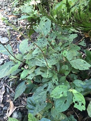 Achyranthes japonica