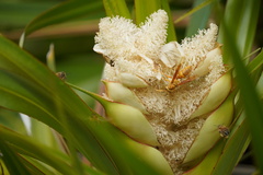 Pandanus heterocarpus