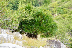 Pandanus heterocarpus