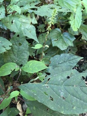 Achyranthes japonica