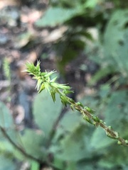 Achyranthes japonica